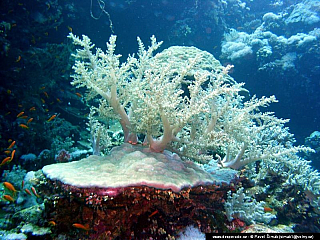 Potápění - Rudé moře (Egypt)