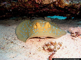 Potápění ke korálovým útesům - Rudé moře (Egypt)