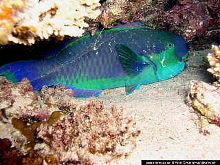 Potápění ke korálovým útesům - Rudé moře (Egypt)