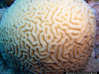 Potápění ke korálovým útesům - Rudé moře (Egypt)