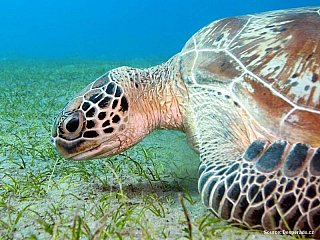 Potápění v Abu Dabab.