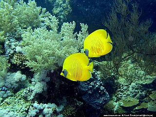 Potápění ke korálovým útesům - Rudé moře (Egypt)