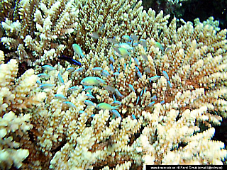 Potápění ke korálovým útesům - Rudé moře (Egypt)