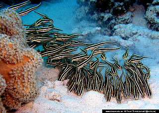 Potápění ke korálovým útesům - Rudé moře (Egypt)