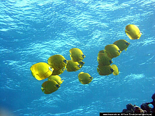 Potápění ke korálovým útesům - Rudé moře (Egypt)