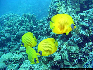 Potápění ke korálovým útesům - Rudé moře (Egypt)