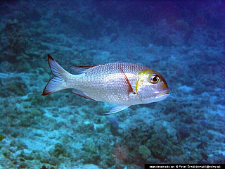 Potápění ke korálovým útesům - Rudé moře (Egypt)
