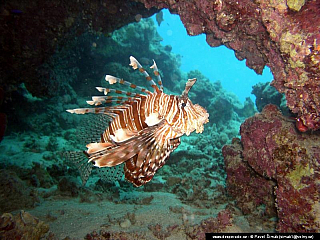 Potápění ke korálovým útesům - Rudé moře (Egypt)