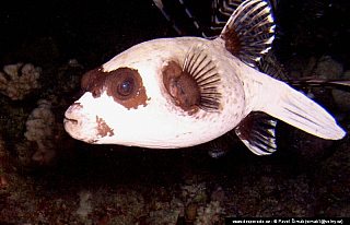 Potápění ke korálovým útesům - Rudé moře (Egypt)