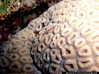 Potápění ke korálovým útesům - Rudé moře (Egypt)