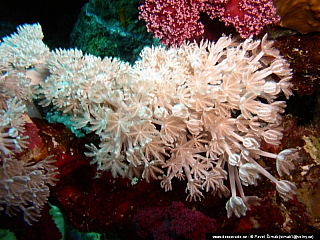 Potápění ke korálovým útesům - Rudé moře (Egypt)