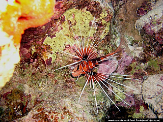 Potápění ke korálovým útesům - Rudé moře (Egypt)