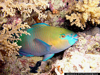 Potápění ke korálovým útesům - Rudé moře (Egypt)