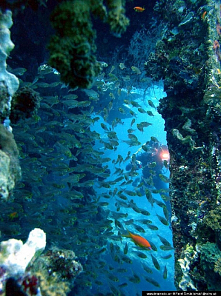 Potápění - Rudé moře (Egypt)