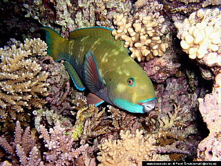 Potápění ke korálovým útesům - Rudé moře (Egypt)