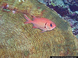 Potápění ke korálovým útesům - Rudé moře (Egypt)