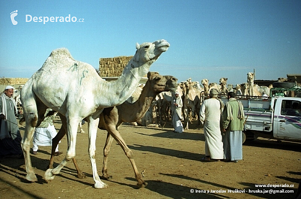 Velbloudí trh v Birqáš (Egypt)