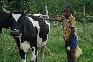 Chlapec s krávou (Kongo)