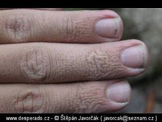 Trek v džungli (Malajsie)