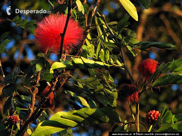 San Marcos (Guatemala)