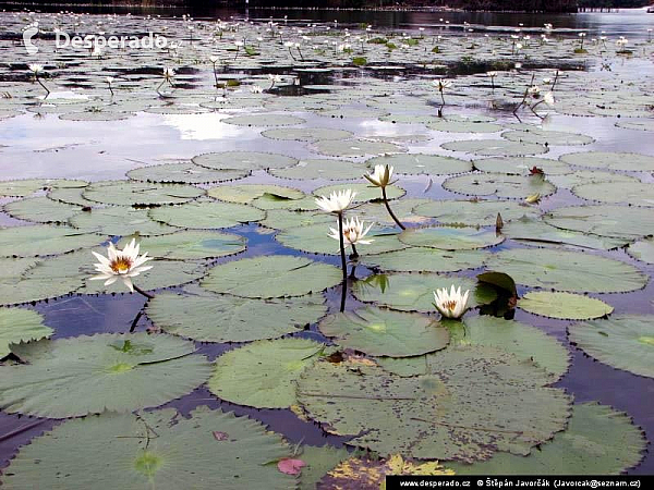 Rio Dulce (Guatemala)