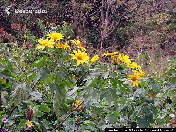 Panajachel (Guatemala)